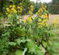 Preview: Inula helenium | Echter Alant